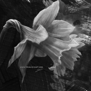 jonquille - étude en noir & blanc
