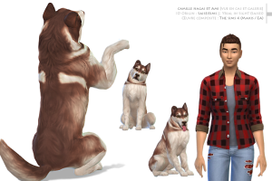 Le chien Ami sous différents angle | foyer Nagai | Sims 4