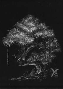 Dessin au pastel blanc sur papier noir : un bonsaï en clair-obscur